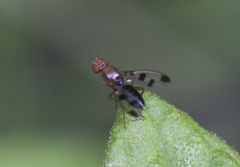Geomyza tripunctata