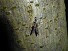 Clausilia
