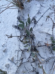 Abronia angustifolia