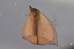 Lonomia