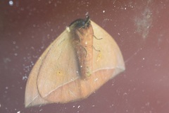 Lonomia