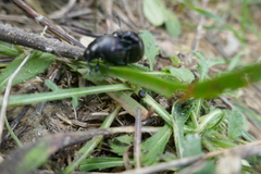 Timarcha goettingensis