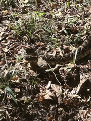 Crotalus adamanteus