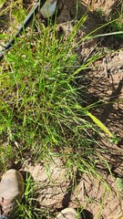 Thinopyrum obtusiflorum