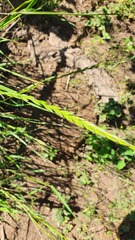 Thinopyrum obtusiflorum