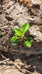 Pitraea cuneato-ovata