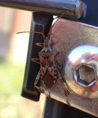 Leptoglossus occidentalis