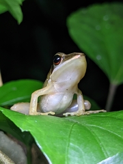 Indosylvirana