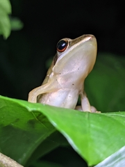 Indosylvirana