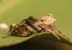 Hamataliwa