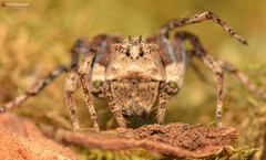 Hamataliwa