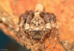 Hamataliwa