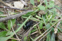 Timarcha goettingensis