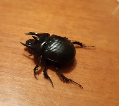 Typhaeus typhoeus