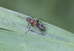 Formica rufibarbis