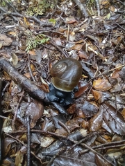 Macrocyclis peruvianus