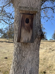 Quercus douglasii