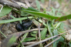 Timarcha goettingensis