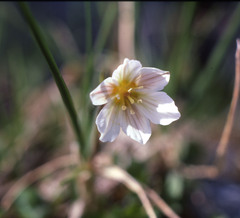 Gagea serotina