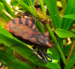 Spartocera pantomima