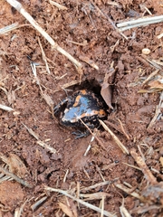 Phrynomantis bifasciatus