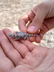 Phrynocephalus scutellatus