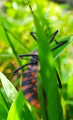 Spartocera pantomima