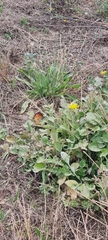 Danaus chrysippus orientis