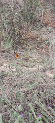 Danaus chrysippus orientis