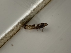 Acrolepiopsis assectella