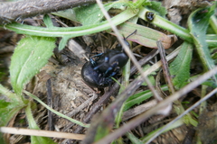 Timarcha goettingensis