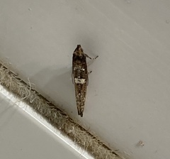 Acrolepiopsis assectella