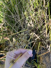 Cyperus virens