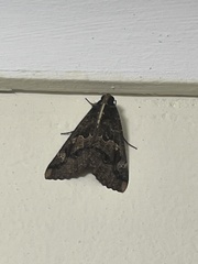 Sphingomorpha chlorea