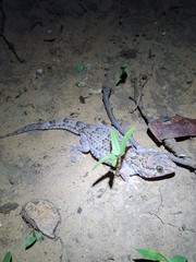 Chondrodactylus turneri