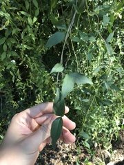 Dolichandra unguis-cati