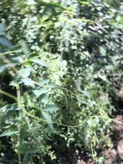 Dolichandra unguis-cati