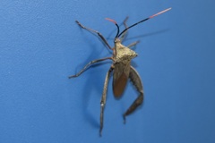 Acanthocephala alata