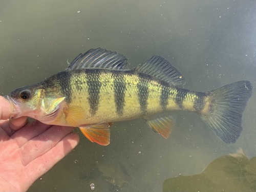 Yellow Perch