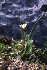 Gagea serotina