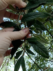 Cotoneaster salicifolius
