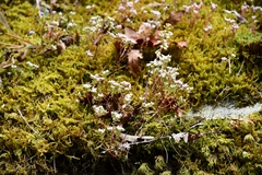 Sedum arenarium