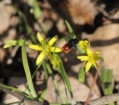 Osmia bicolor