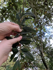 Cotoneaster salicifolius