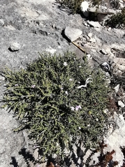 Jamesbrittenia calciphila