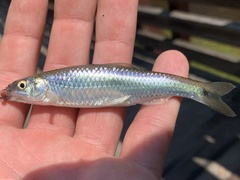 Cyprinella spiloptera