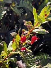 Vaccinium dentatum