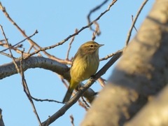 Setophaga palmarum hypochrysea