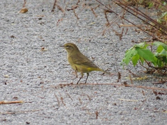 Setophaga palmarum hypochrysea