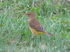 Setophaga palmarum hypochrysea